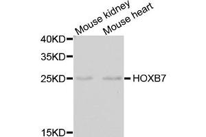 Western blot analysis of extracts of mouse kidney and mouse heart using HOXB7 antibody. (HOXB7 antibody)