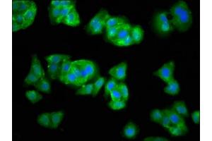 SEL1L antibody  (AA 22-181)