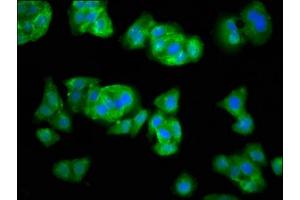 Immunofluorescence staining of HepG2 cells with ABIN7166102 at 1:33, counter-stained with DAPI.