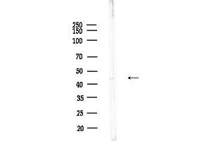 Western blot analysis of lysates from Rat testis, using NDRG3 Antibody at 1/1000 dilution.
