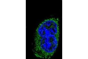 Immunofluorescence (IF) image for anti-Thyroid Stimulating Hormone, beta (TSHB) antibody (ABIN3003835)