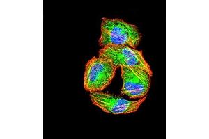 Immunofluorescence analysis of Hela cells using PIK3R4 mouse mAb (green). (PIK3R4 antibody  (AA 772-906))