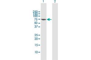 Western Blot analysis of FANCG expression in transfected 293T cell line by FANCG MaxPab polyclonal antibody. (FANCG antibody  (AA 1-622))