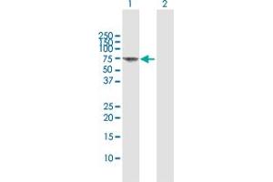 Western Blot analysis of FANCG expression in transfected 293T cell line by FANCG MaxPab polyclonal antibody.