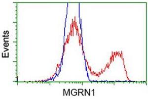 HEK293T cells transfected with either RC208284 overexpress plasmid (Red) or empty vector control plasmid (Blue) were immunostained by anti-MGRN1 antibody (ABIN2454427), and then analyzed by flow cytometry. (Mahogunin RING Finger Protein 1 antibody)