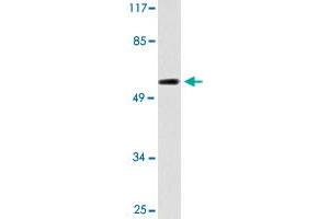 Western blot analysis of 293 cell lysate with CYP2C19 polyclonal antibody .