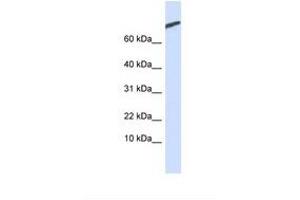 Image no. 1 for anti-cAMP-Regulated phosphoprotein, 21kDa (ARPP21) (AA 74-123) antibody (ABIN6749725) (ARPP21 antibody  (AA 74-123))
