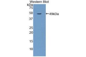 Western Blotting (WB) image for anti-Galactose 3-O-Sulfotransferase 1 (GAL3ST1) (AA 57-196) antibody (ABIN1858951)