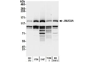 anti-Lysine (K)-Specific Demethylase 4A (KDM4A) (C-Term) antibody