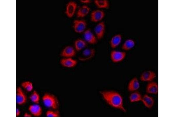 FPR3 antibody  (AA 307-353)