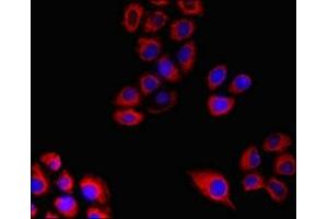 Immunofluorescent analysis of A549 cells using ABIN7160758 at dilution of 1:100 and Cy3-congugated Goat Anti-Rabbit IgG (FPR3 antibody  (AA 307-353))