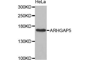 Western Blotting (WB) image for anti-rho GTPase Activating Protein 5 (ARHGAP5) antibody (ABIN1871080) (ARHGAP5 antibody)