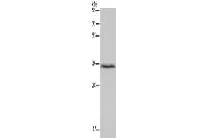 Western Blotting (WB) image for anti-Dimethylarginine Dimethylaminohydrolase 1 (DDAH1) antibody (ABIN2434191) (DDAH1 antibody)