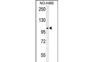 CNNM4 Antibody (Center) (ABIN651611 and ABIN2840324) western blot analysis in NCI- cell line lysates (35 μg/lane).