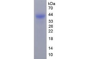 SDS-PAGE of Protein Standard from the Kit (Highly purified E. (Annexin a1 ELISA Kit)