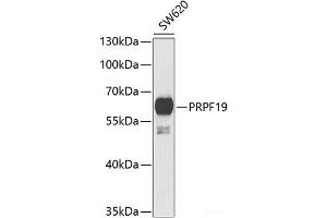 Western blot analysis of extracts of SW620 cells using PRPF19 Polyclonal Antibody at dilution of 1:1000. (PRP19 antibody)