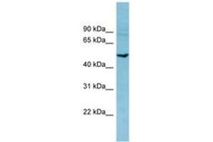 Image no. 1 for anti-phosphodiesterase 7B (PDE7B) (AA 251-300) antibody (ABIN6741656) (PDE7B antibody  (AA 251-300))