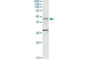 FBXL7 monoclonal antibody (M01), clone 2G10. (FBXL7 antibody  (AA 392-489))