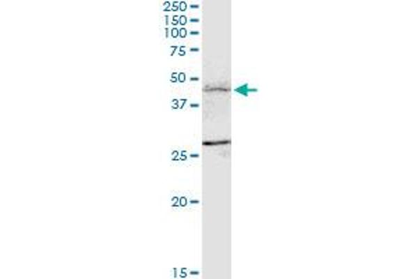 FBXL7 antibody  (AA 392-489)