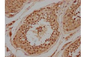 IHC image of ABIN7146598 diluted at 1:200 and staining in paraffin-embedded human testis tissue performed on a Leica BondTM system. (PRKACA antibody  (Catalytic Subunit alpha))