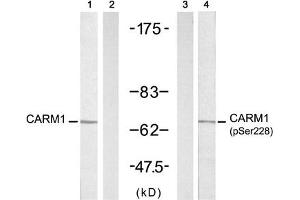 Western blot analysis of extracts from A431 cells untreated or treated with EGF (200 ng/mL, 5 min), using CARM1 (Ab-228) antibody (Line 1 and 2) and CARM1 (Phospho-Ser228) antibody (Line 3 and 4). (CARM1 antibody  (pSer228))