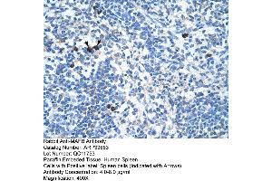 Human Spleen (MAFB antibody  (N-Term))