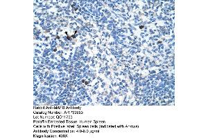 Human Spleen (MAFB antibody  (N-Term))