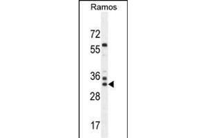 FA Antibody (N-term) (ABIN655330 and ABIN2844898) western blot analysis in Ramos cell line lysates (35 μg/lane). (FAM133A antibody  (N-Term))