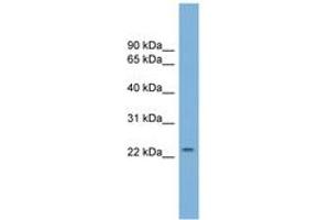 Image no. 1 for anti-GrpE-Like 1, Mitochondrial (GRPEL1) (AA 35-84) antibody (ABIN6743245) (GRPEL1 antibody  (AA 35-84))