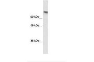 Image no. 1 for anti-Cullin-Associated and Neddylation-Dissociated 1 (CAND1) (AA 112-161) antibody (ABIN202980) (CAND1 antibody  (AA 112-161))