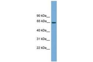 Image no. 1 for anti-Tripartite Motif Containing 25 (TRIM25) (AA 359-408) antibody (ABIN6745234) (TRIM25 antibody  (AA 359-408))