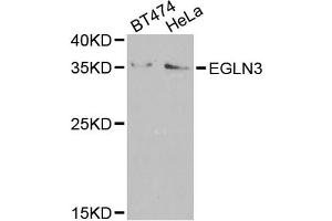 Western blot analysis of extracts of various cell lines, using EGLN3 antibody (ABIN5974477) at 1/1000 dilution. (EGLN3 antibody)