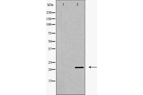 Claudin 11 antibody  (C-Term)