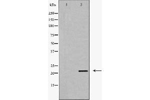 Western blot analysis of Claudin 11 expression in Mouse brain extract. (Claudin 11 antibody  (C-Term))