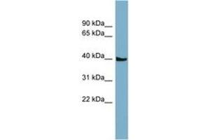 SLC35D3 antibody  (AA 35-84)
