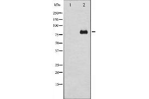 Western blot analysis of PKC delta expression in HeLa whole cell lysates,The lane on the left is treated with the antigen-specific peptide.