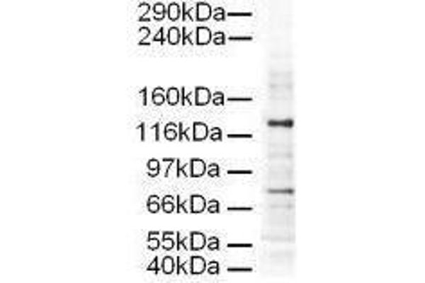 AP3D1 antibody  (AA 675-700)