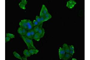 Immunofluorescent analysis of HepG2 cells using ABIN7149924 at dilution of 1:100 and Alexa Fluor 488-congugated AffiniPure Goat Anti-Rabbit IgG(H+L) (DPYS antibody  (AA 250-519))