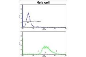 Flow cytometric analysis of hela cells using LMOD1 Antibody (Center )(bottom histogram) compared to a negative control cell (top histogram)FITC-conjugated goat-anti-rabbit secondary antibodies were used for the analysis. (Leiomodin 1 antibody  (AA 214-241))