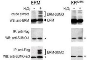 COS-7 cells were transfected for 24 hrs with a plasmid expressing FLAG-ERM (left panels) or FLAG-ERM KR12345 (right panels). (SUMO2/3 antibody  (AA 49-81))