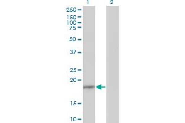 EIF1AY antibody  (AA 22-95)
