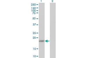 EIF1AY antibody  (AA 22-95)