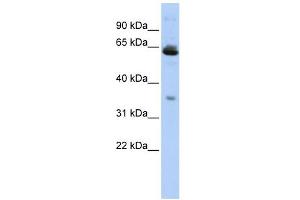 TOMM40L antibody used at 1 ug/ml to detect target protein. (TOMM40L antibody)