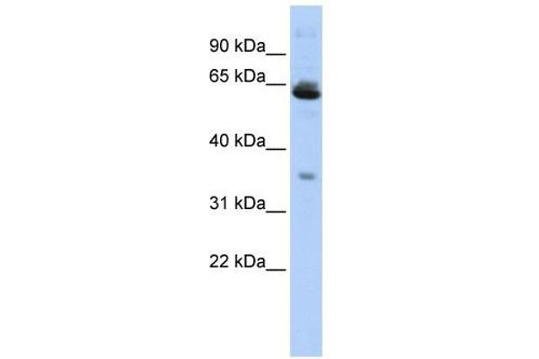TOMM40L antibody