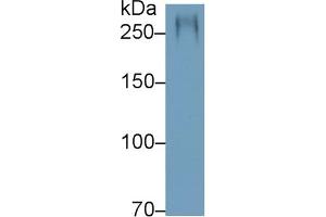 Detection of MUC5AC in Rat Stomach lysate using Polyclonal Antibody to Mucin 5 Subtype AC (MUC5AC) (MUC5AC antibody  (AA 2662-2755))