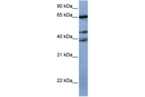 Western Blotting (WB) image for anti-Zinc Finger Protein 681 (ZNF681) antibody (ABIN2463452) (ZNF681 antibody)