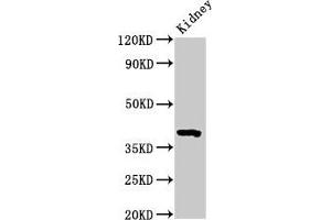 Western Blot Positive WB detected in: Mouse kidney tissue All lanes: Wnt3 antibody at 3. (WNT3 antibody  (AA 22-355))