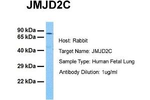 Host: Rabbit Target Name: JMJD2C Sample Tissue: Human Fetal Lung Antibody Dilution: 1. (KDM4C antibody  (C-Term))