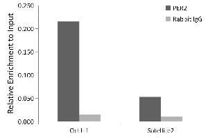 Chromatin immunoprecipitation analysis of extracts of MCF7 cells, using PER2 antibody (ABIN7269224) and rabbit IgG. (PER2 antibody)