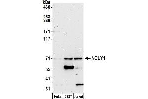 Western Blotting (WB) image for anti-N-Glycanase 1 (NGLY1) (AA 250-300) antibody (ABIN7450495)